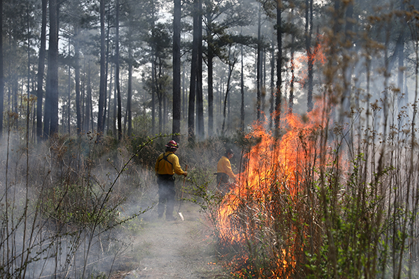 Prairie Burn, 2025