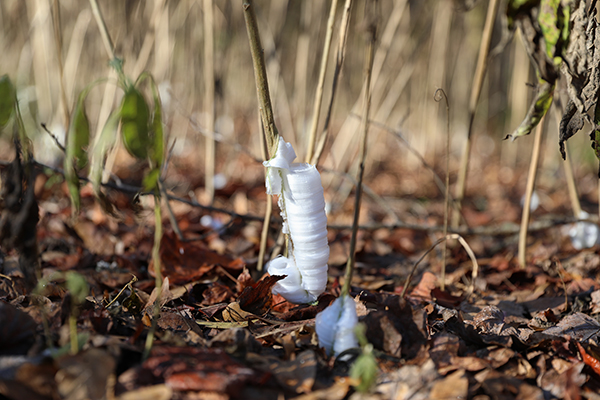Frost Flowers at Sandy Creek Nature Center, 2024